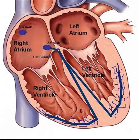 where is atrioventricular node located